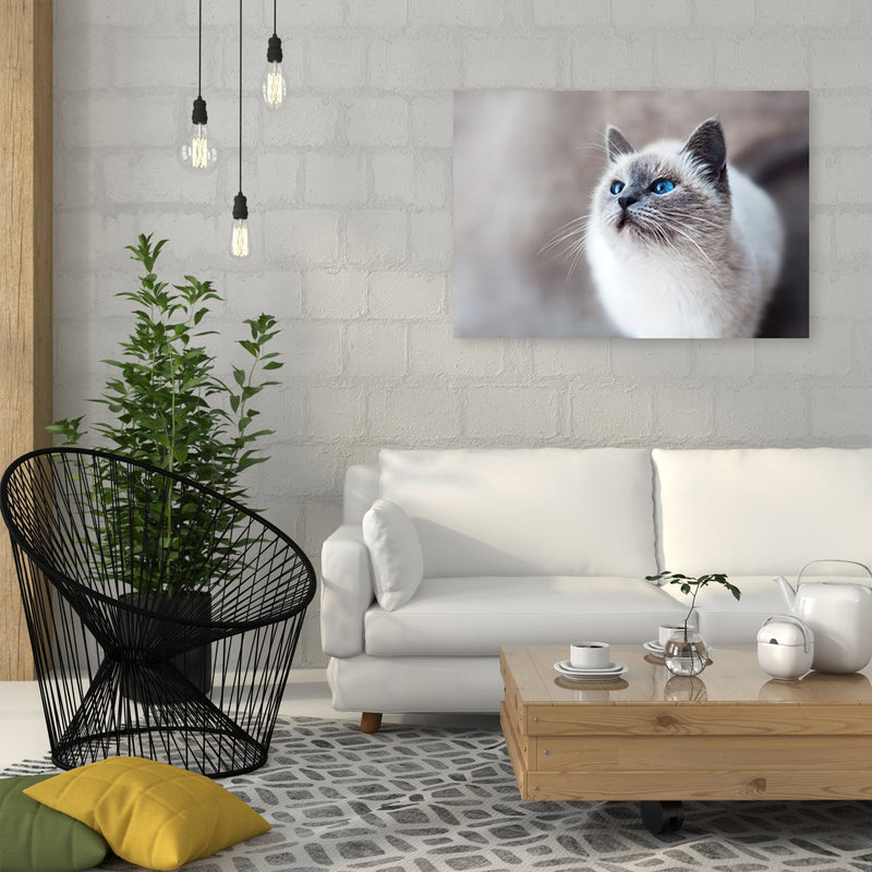 Dekoratīvais panelis - Siberian Cat 