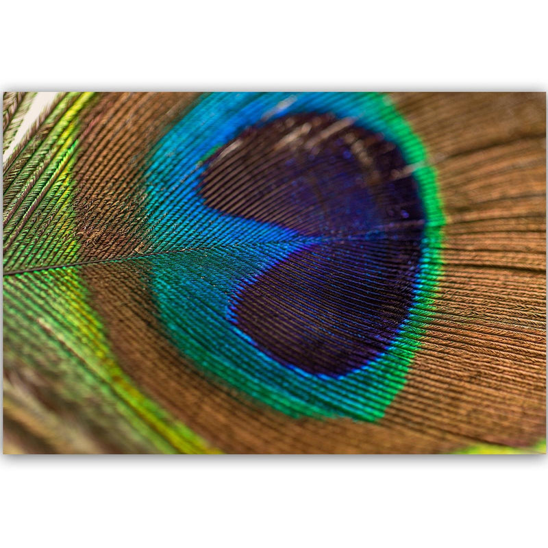 Dekoratīvais panelis - Peacocks Eye 
