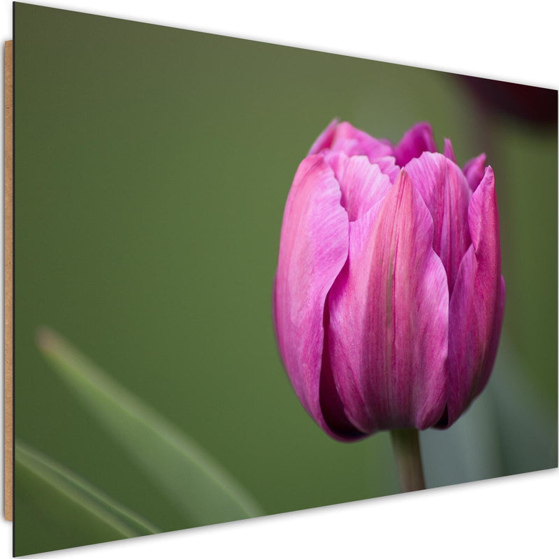 Dekoratīvais panelis - Purple Tulip 