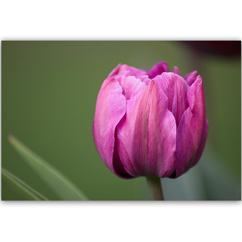 Dekoratīvais panelis - Purple Tulip 