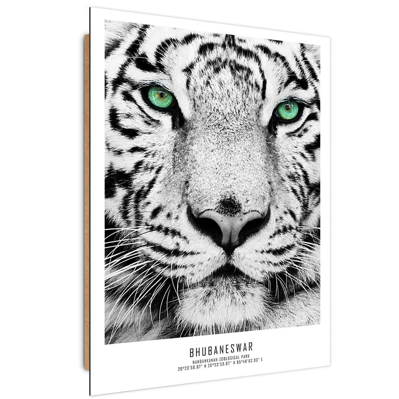 Dekoratīvais panelis - White Tiger 