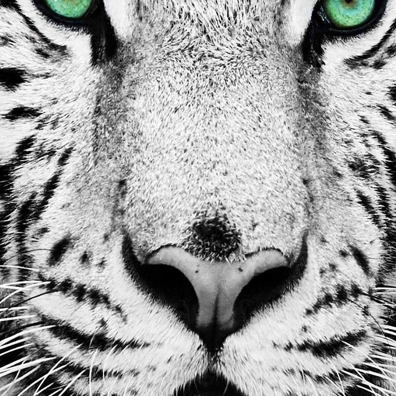Dekoratīvais panelis - White Tiger 
