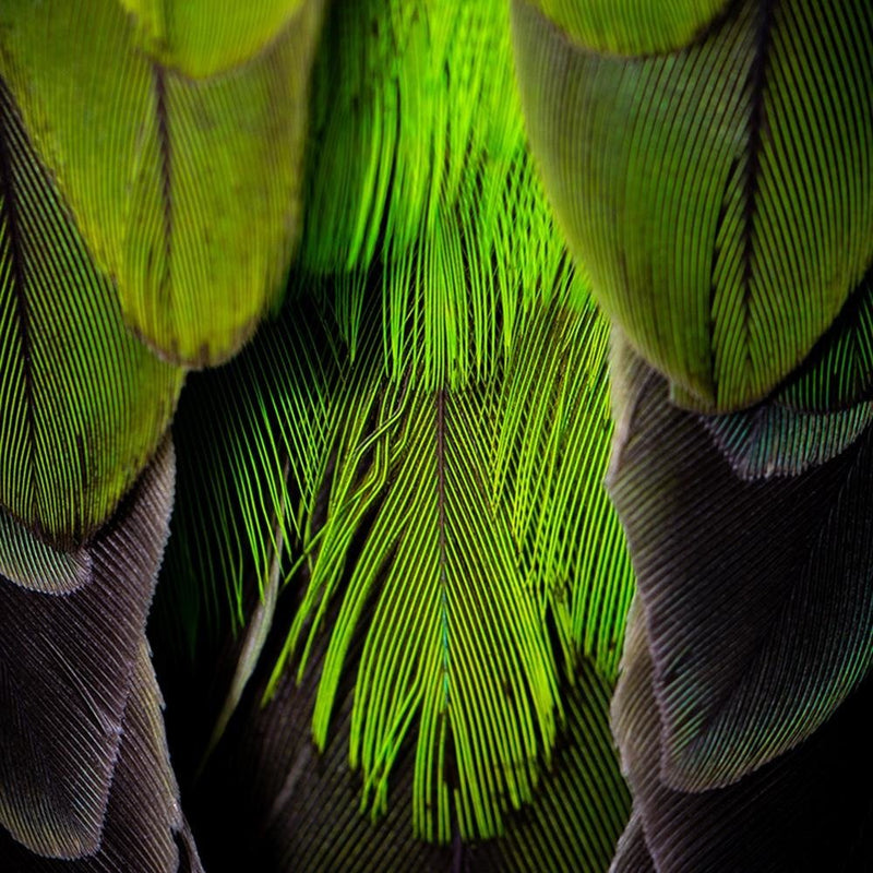 Dekoratīvais panelis - Green Feathers 