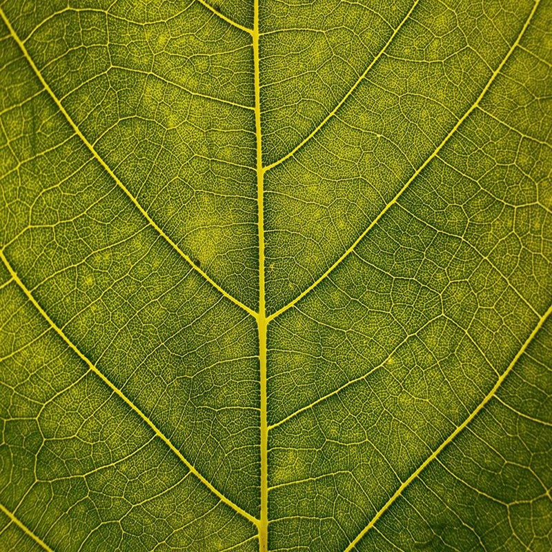 Dekoratīvais panelis - Leaf Close Up 