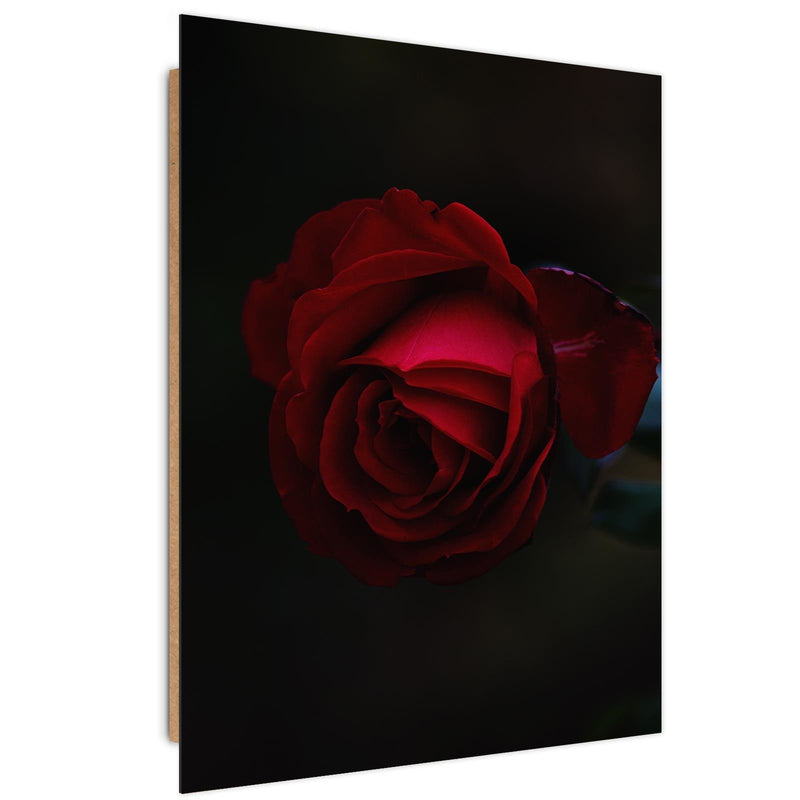 Dekoratīvais panelis - Rose On A Black Background 