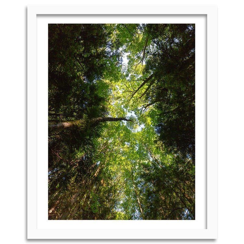 Glezna baltā rāmī - Green Treetops 