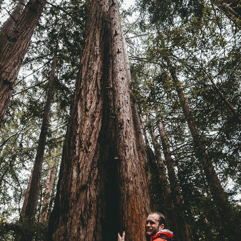 Glezna baltā rāmī - The Man At The Tree 