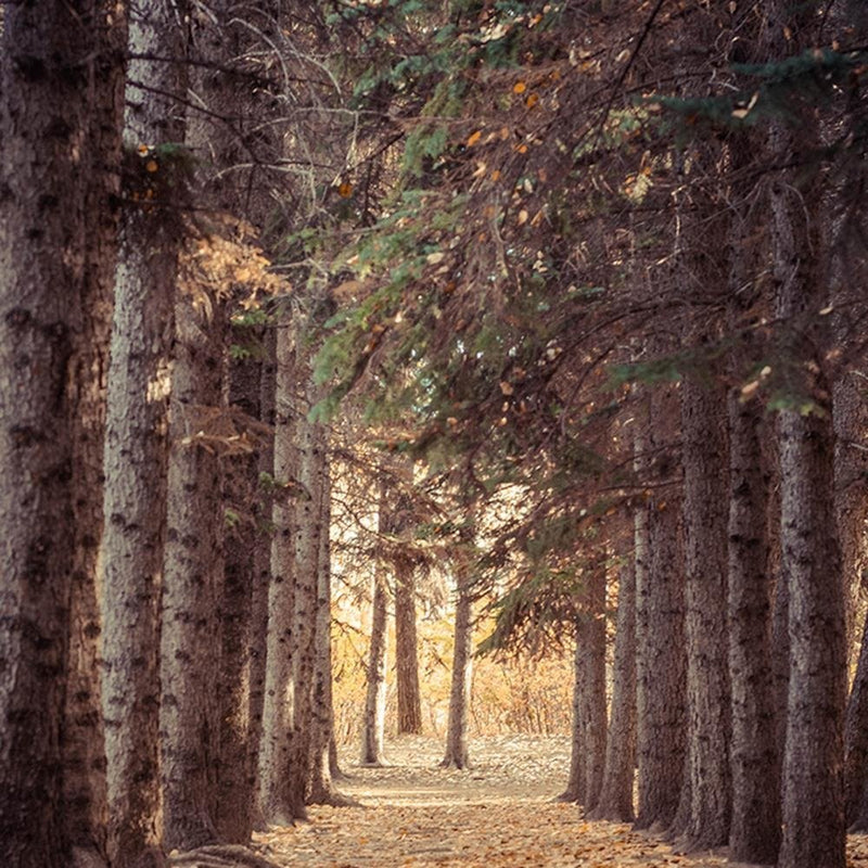 Glezna baltā rāmī - Forest In Autumn 