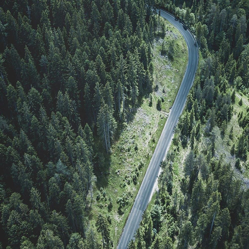 Glezna baltā rāmī - The Road In The Forest 