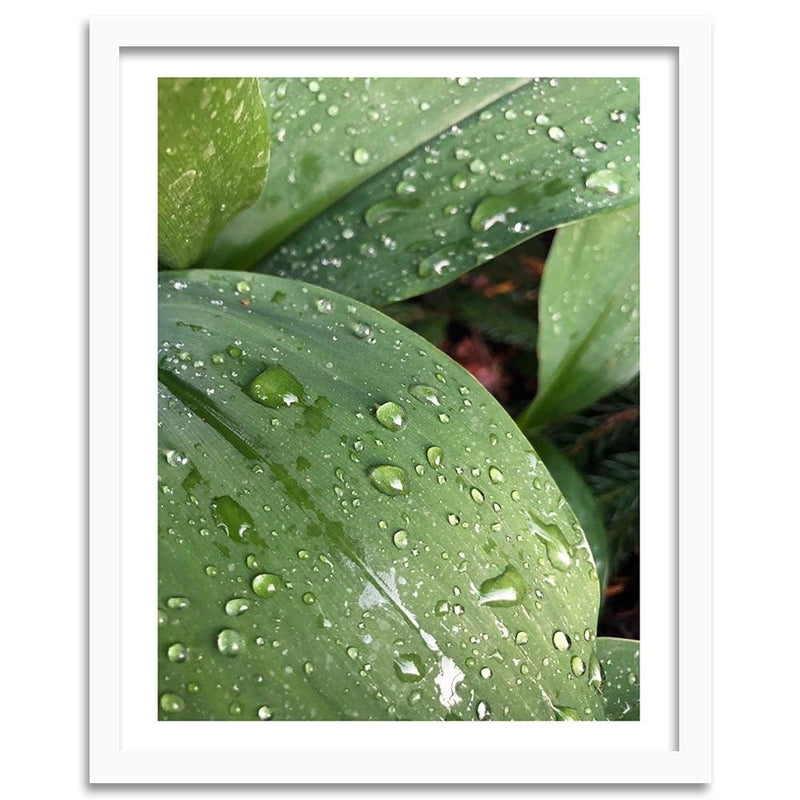 Glezna baltā rāmī - Dew On The Green Leaf 