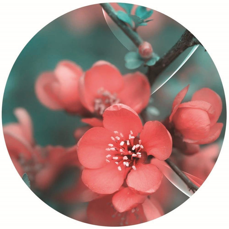 Dekoratīvais panelis - Pink cherry blossoms  