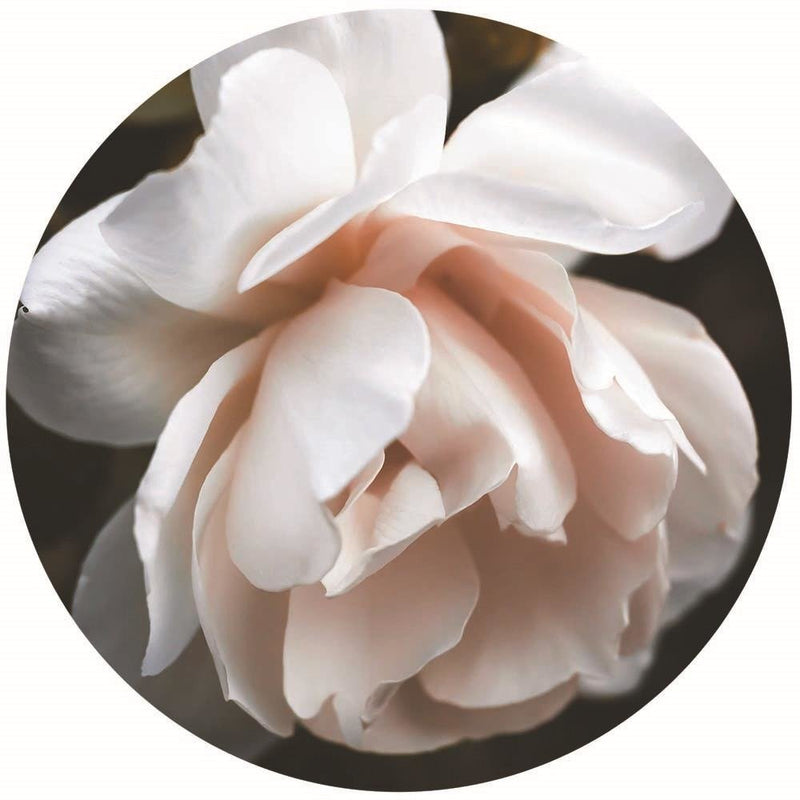 Dekoratīvais panelis - Rose petals  