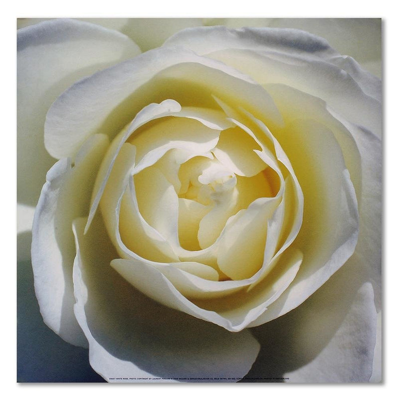 Dekoratīvais panelis - White rose petals  
