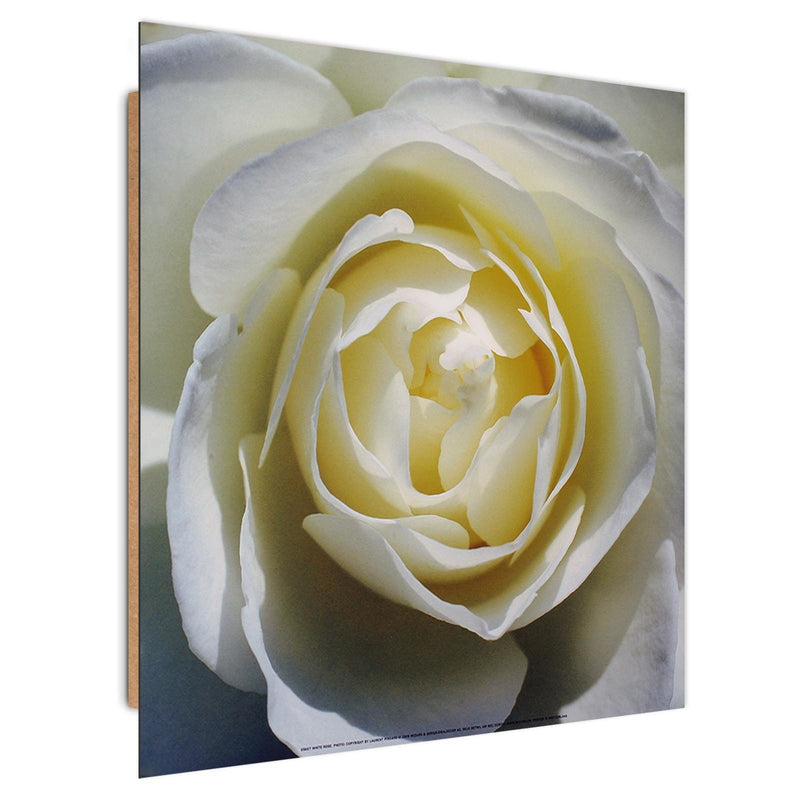 Dekoratīvais panelis - White rose petals  