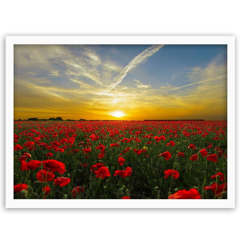 Glezna baltā rāmī - Red Poppy Flowers 