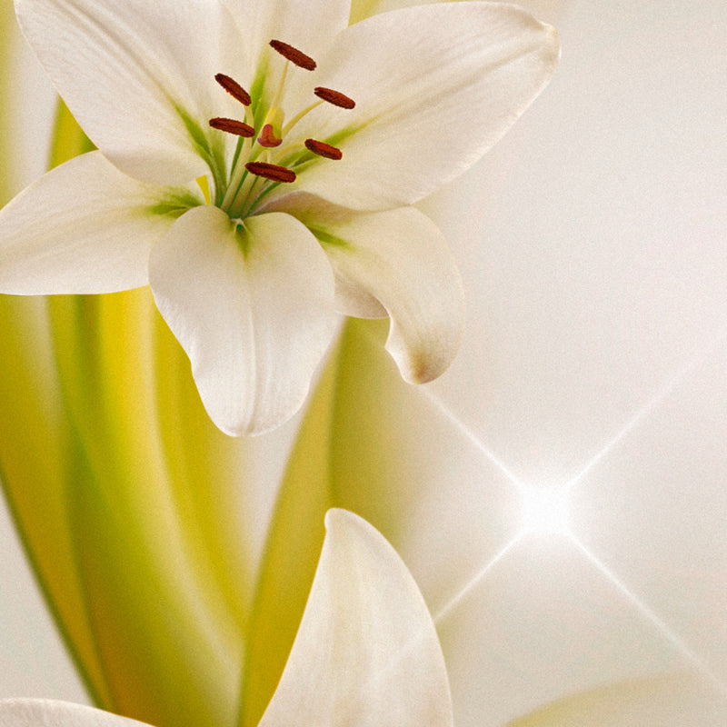 Fototapetes ar ziediem - Liliju avangards (0,50x10 m)