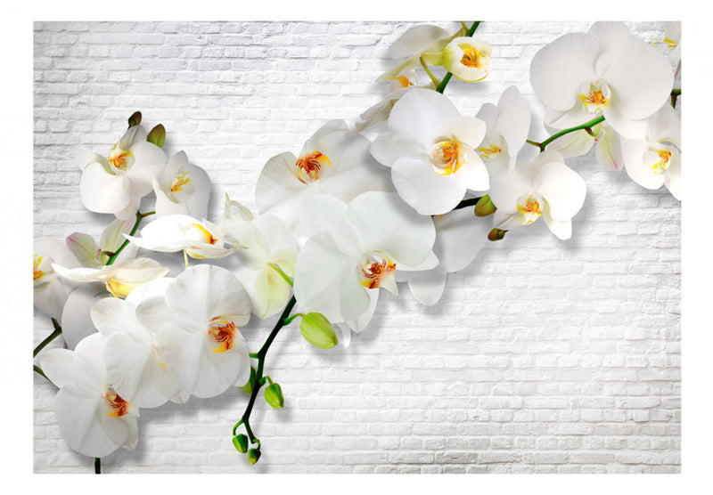 Fototapetes ar baltam orhidejām uz gaiši pelēkas sienas