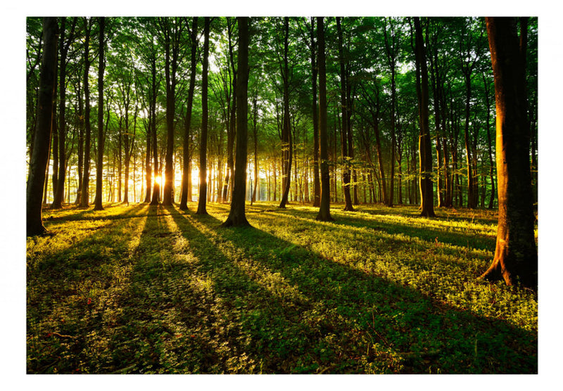 Fototapetes ar meža skatu ar meža skatu - Mistisks rīts