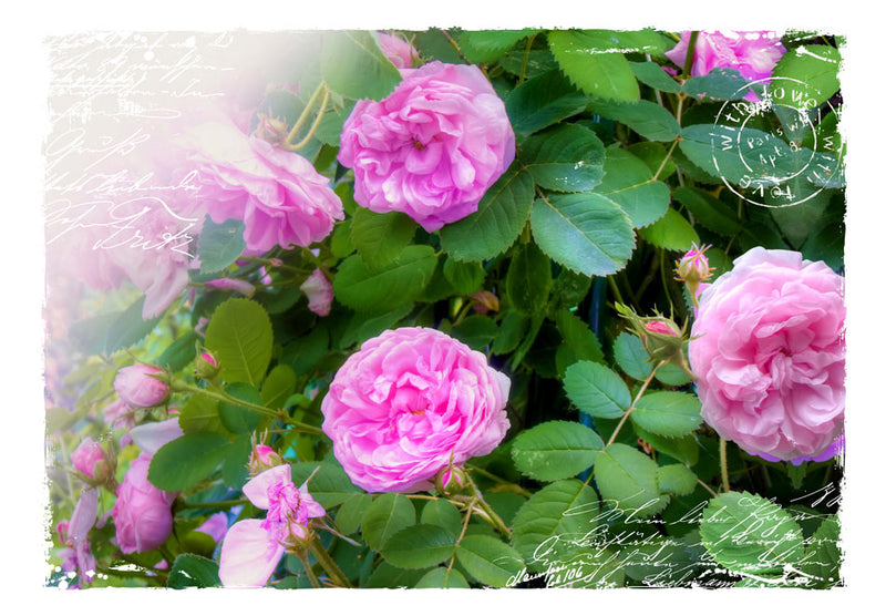 Fototapetes ar ziediem - Vasaras dārzs