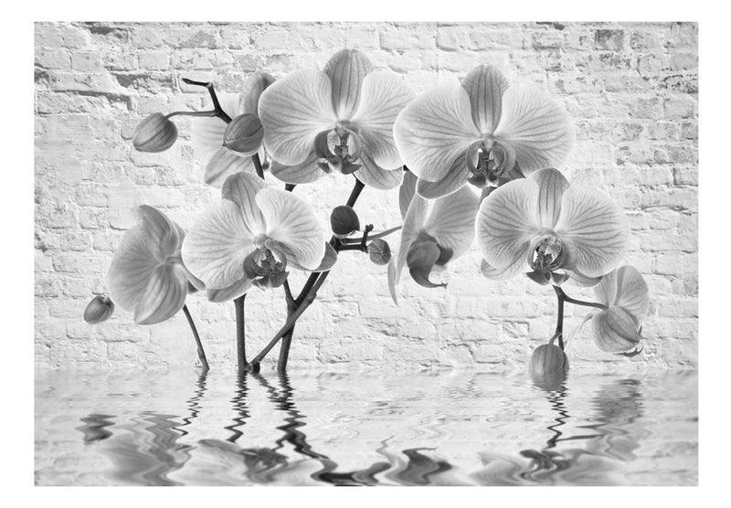 Fototapetes ar ziediem - Orhidejas pelēkos toņos