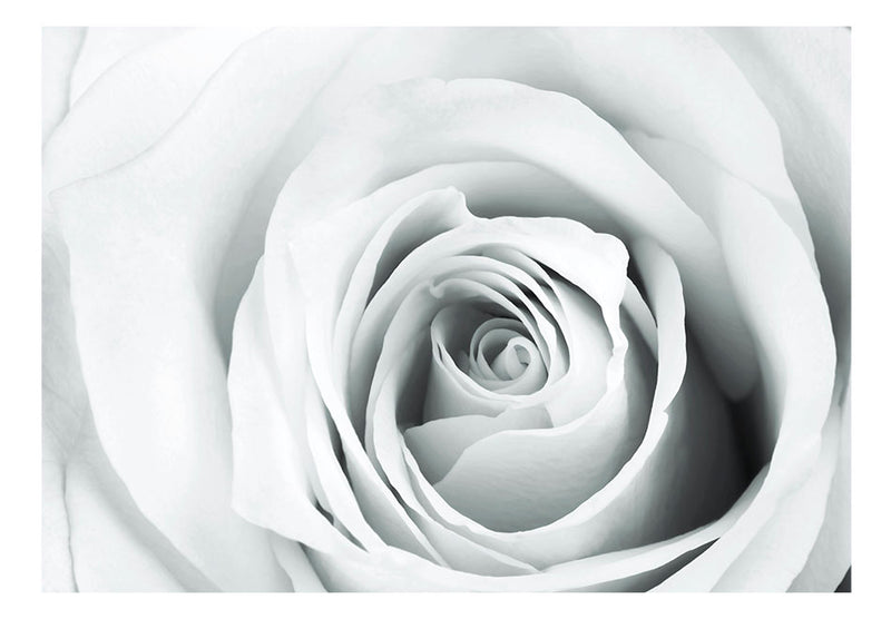 Fototapetes ar ziediem - Rožu šarāde