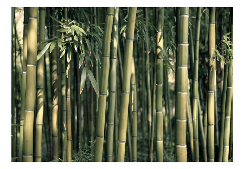 Fototapetes ar ziediem - Bambusa eksotika