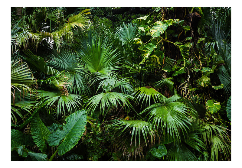 Fototapetes ar meža skatu - Saulainie džungļi