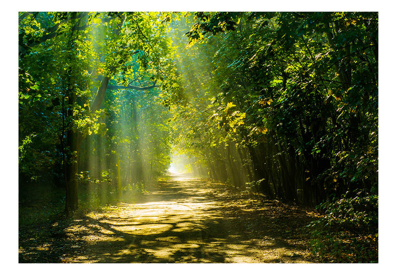 Fototapetes ar meža skatu - Ceļš saules gaismā