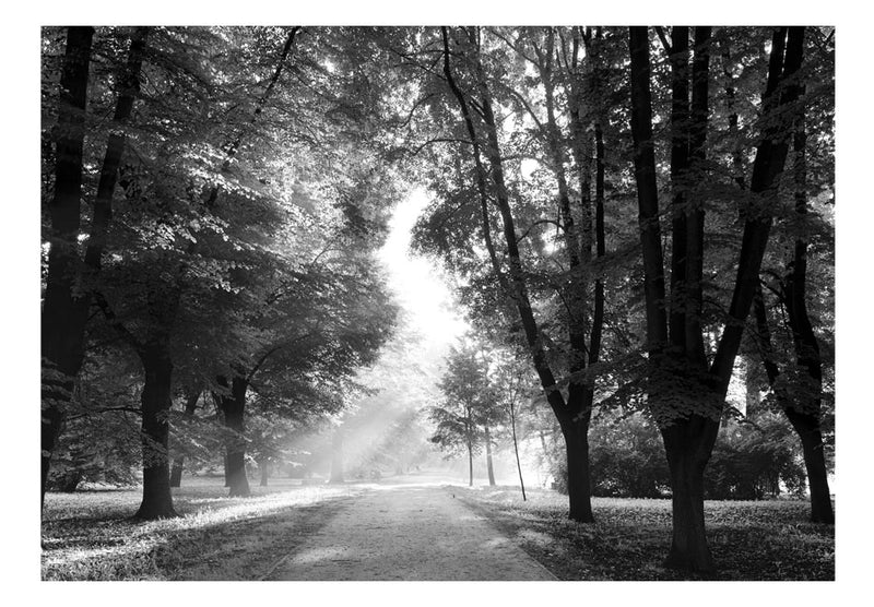Fototapetes ar meža skatu - Atmiņu ceļš