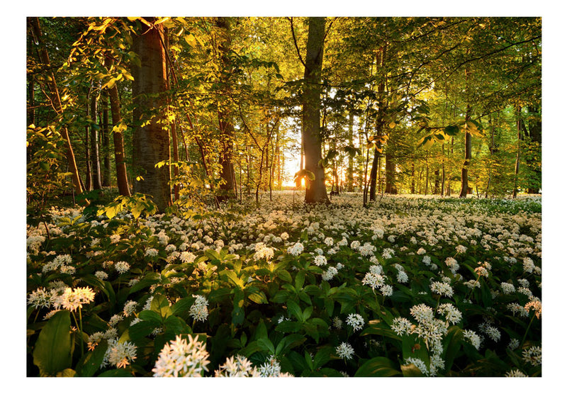 Fototapetes ar mežu - Meža flora
