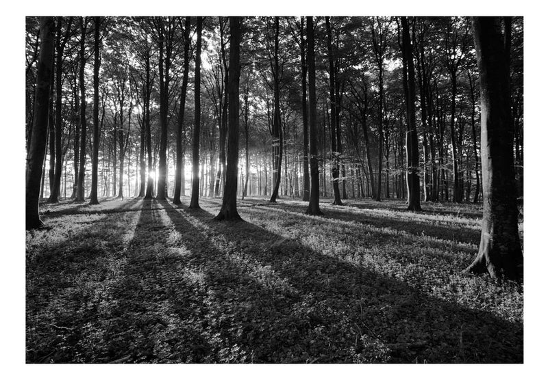 Fototapetes ar meža skatu - Gaisma mežā