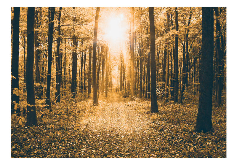 Fototapetes ar mežu - Maģiskā gaisma