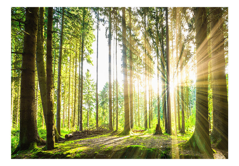 Fototapetes ar mežu - Meža pasakas