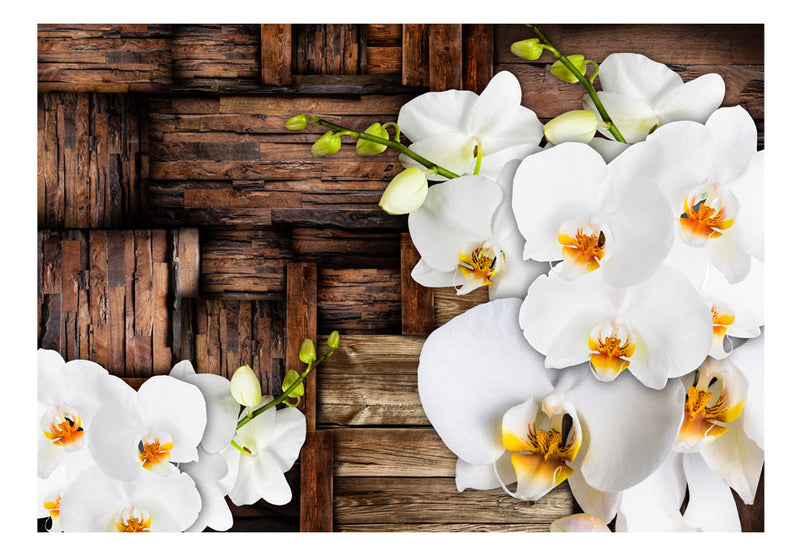Fototapetes ar ziediem - Ziedošas orhidejas