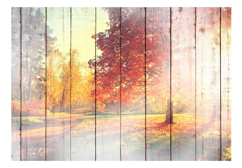 Fototapetes ar meža skatu - Rudens saule
