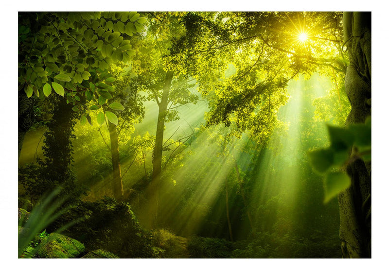 Fototapetes ar meža skatu - Slepenā mežā, 61874 E-interjers.lv