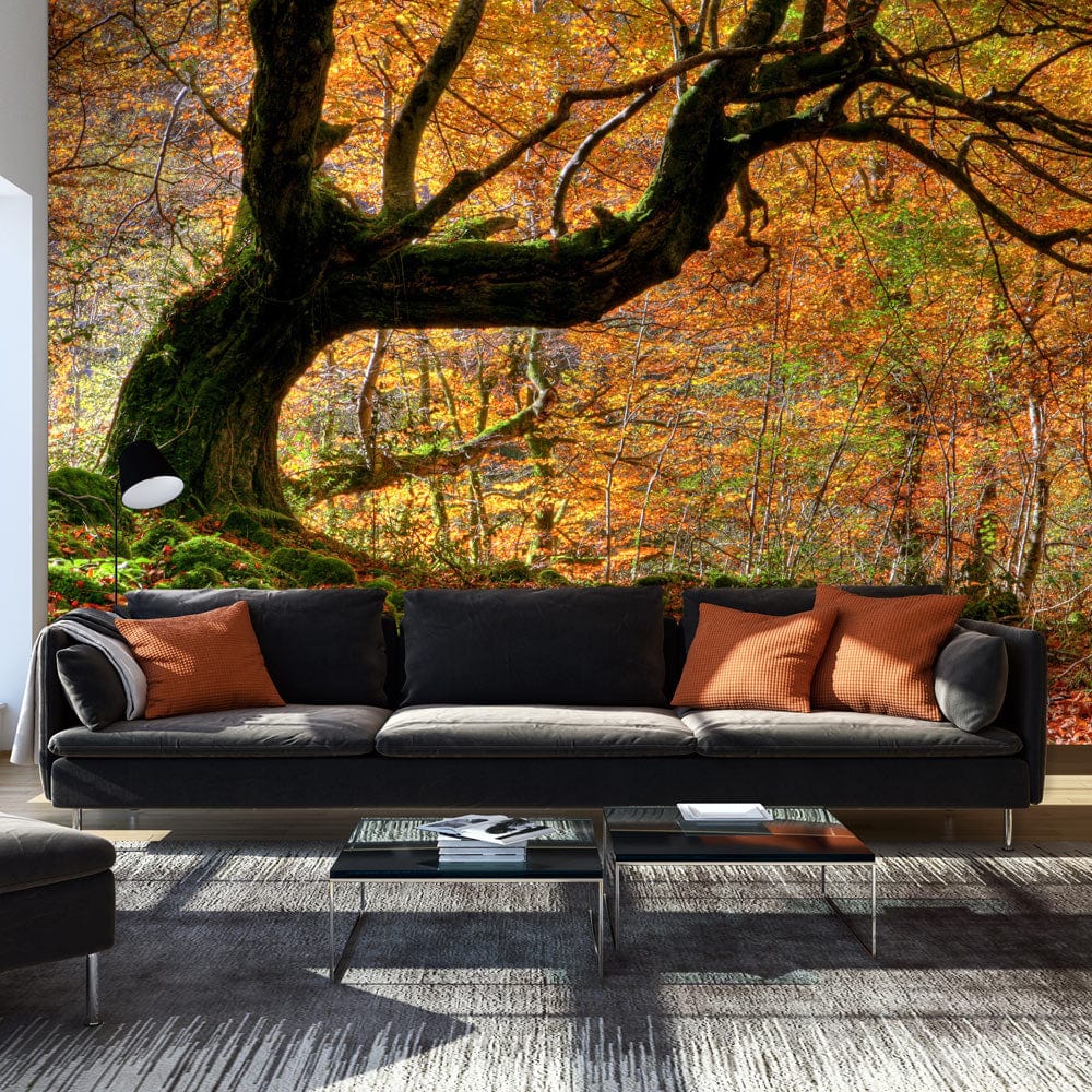 Fototapetes ar mežu - Rudens, mežs un lapas 450x270 E-interjers.lv
