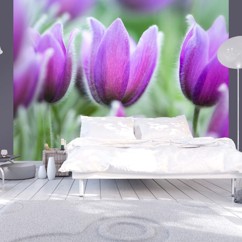 Fototapetes ar ziediem - Violetas pavasara tulpes E-interjers.lv