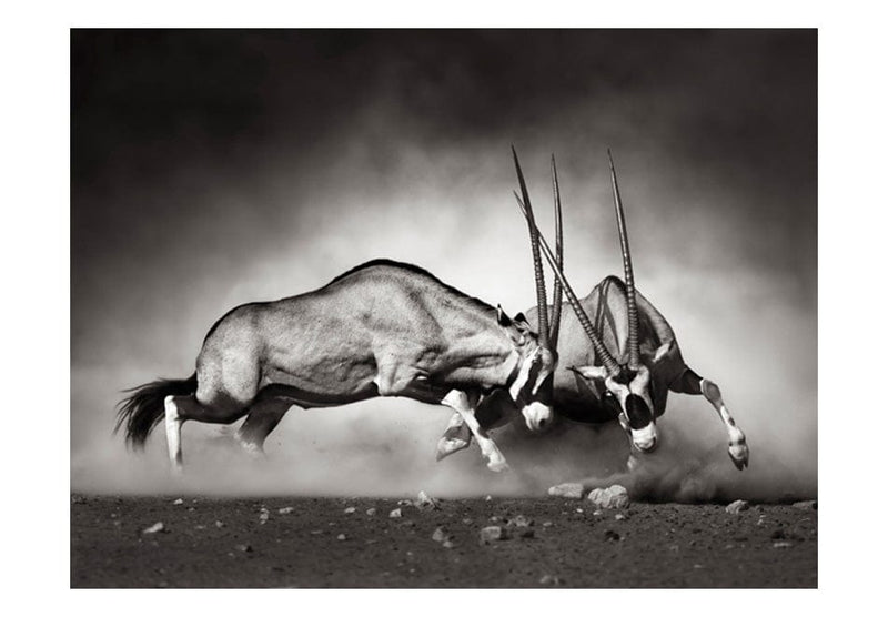 Fototapetes - Gemsbok cīņa E-interjers.lv