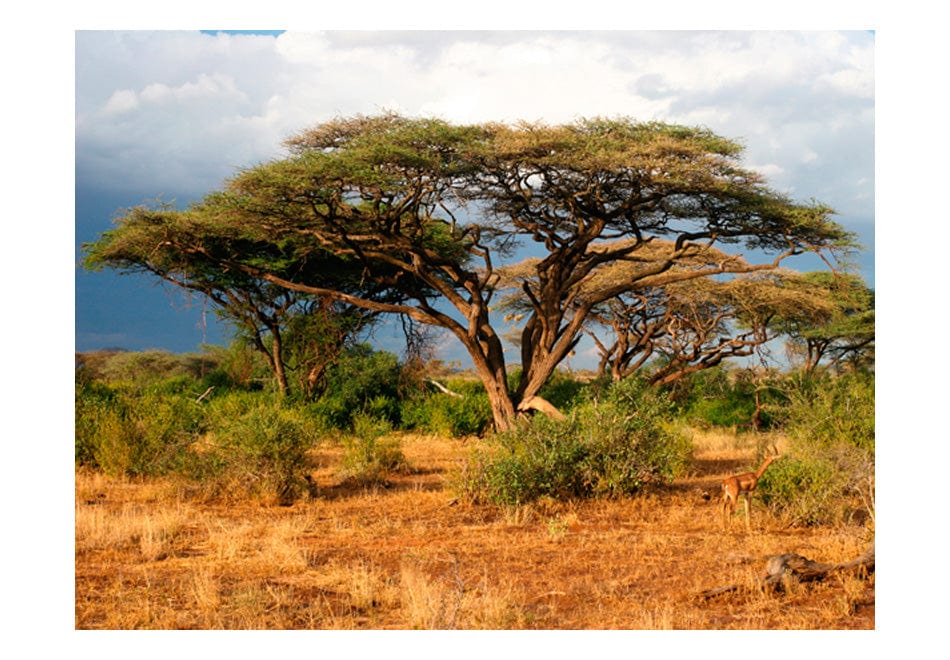 Fototapetes - Samburu nacionālais rezervāts, Kenija E-interjers.lv
