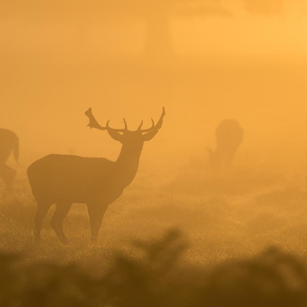 Glezna baltā rāmī - A Herd Of Deer At Dawn  Home Trends DECO