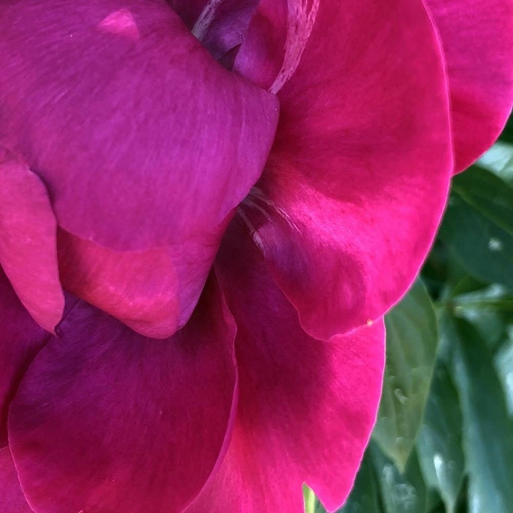 Glezna baltā rāmī - A Large Pink Flower  Home Trends DECO