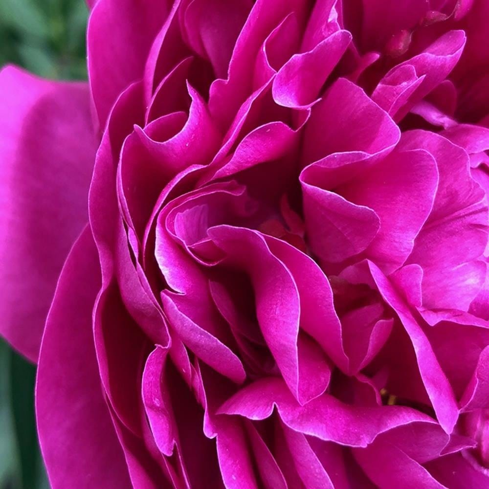 Glezna baltā rāmī - A Large Pink Flower  Home Trends DECO