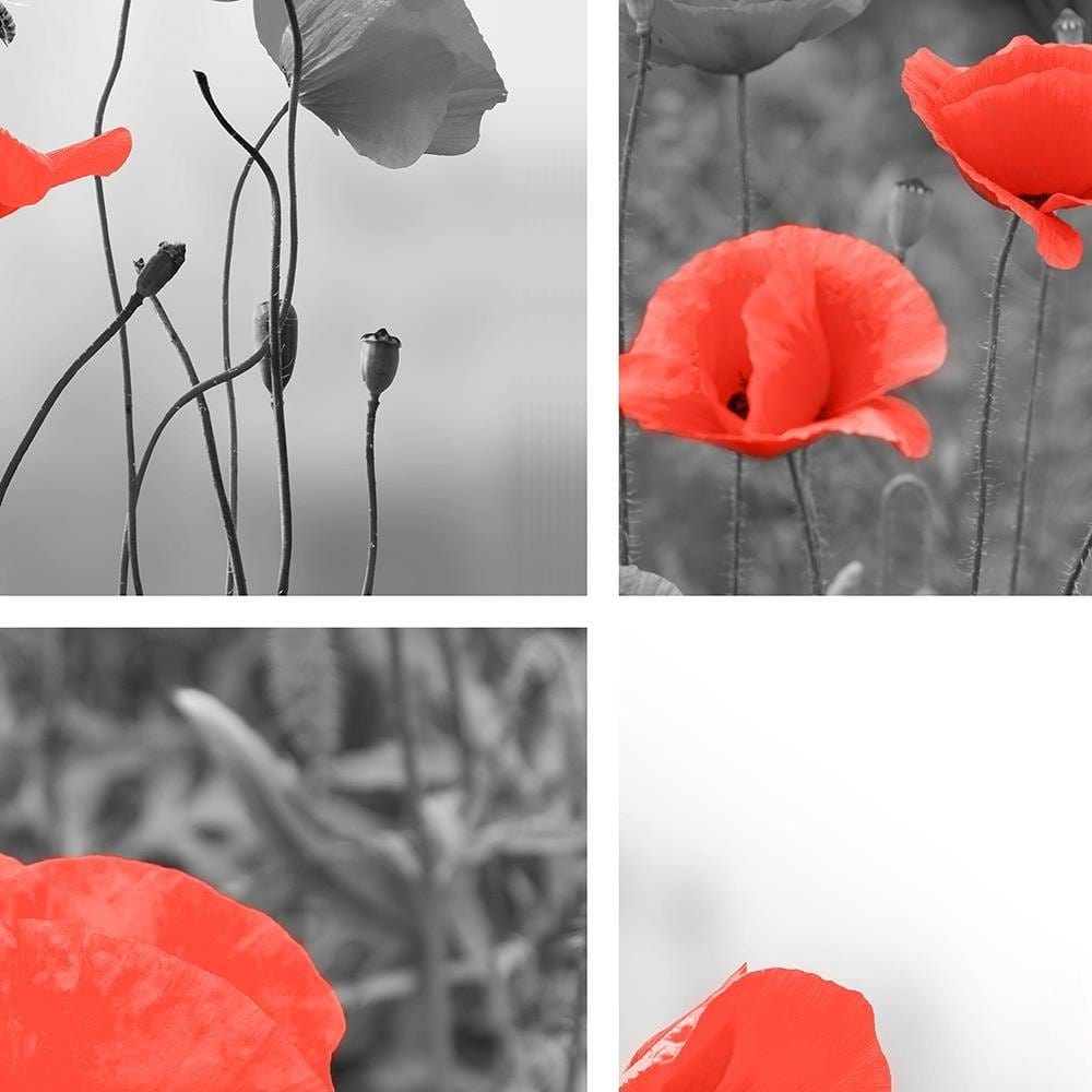 Glezna baltā rāmī - A Set Of Red Poppies  Home Trends DECO