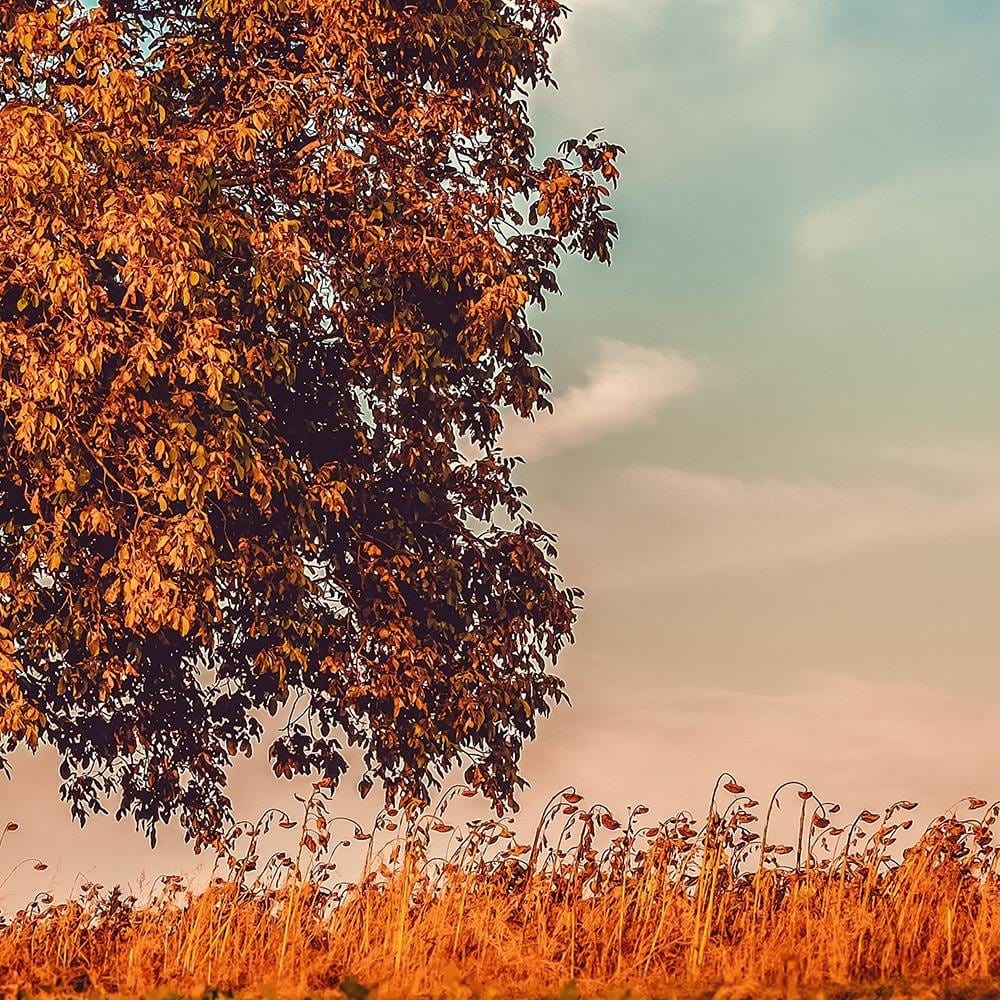 Glezna baltā rāmī - A Tree In Autumn  Home Trends DECO
