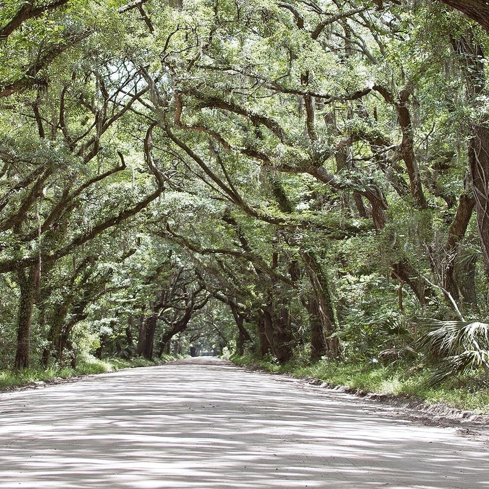 Glezna baltā rāmī - A Wide Path In The Woods  Home Trends DECO