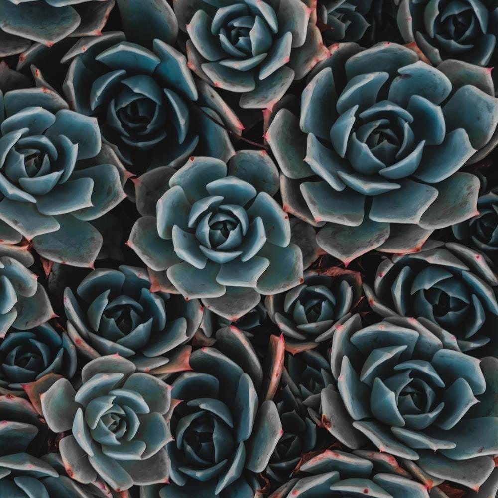 Glezna baltā rāmī - Agave Mexican  Home Trends DECO