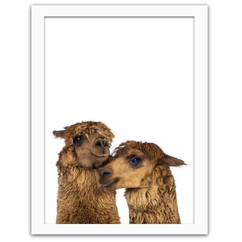 Glezna baltā rāmī - Alpacas  Home Trends DECO