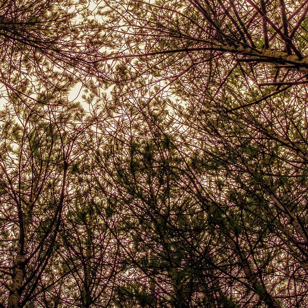 Glezna baltā rāmī - Among The Trees  Home Trends DECO