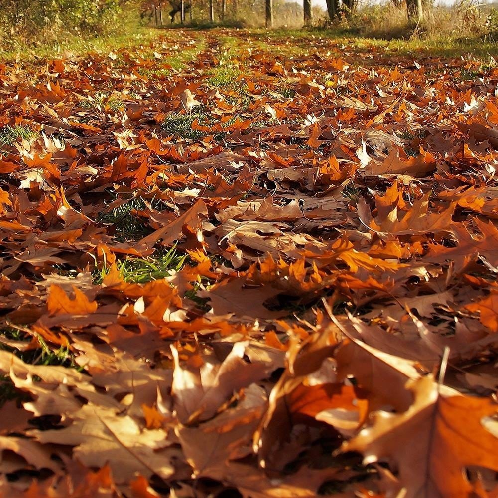 Glezna baltā rāmī - Autumn Leaves On The Forest Road  Home Trends DECO